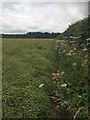 Fighting through the rape and nettles on this bridleway