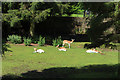 Deer at Dean Castle Country Park