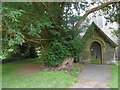 The ancient yew in St Mary