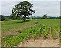 Young maize crop, Knowle Green Farm