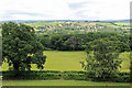 Chardstock from Reads Hill