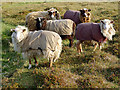 HT9640 : Prized Foula Sheep by Julian Paren