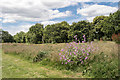 Firs Farm Wetlands, London N21