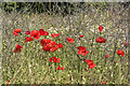 Poppies on the Edge, Firs Farm Wetlands, London N21