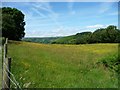 Buttercup meadow, north of Maes-socyn