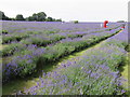 Mayfield Lavender Farm, Banstead