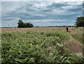 Kenley Common, Kenley, Surrey