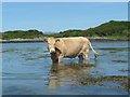 NM6287 : Highland cow wading through the sea by John Smith