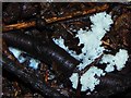 NS3977 : Slime mould plasmodium beginning to knot by Lairich Rig