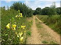 Bear Cross: yellow flowers alongside footpath E07