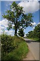 SP3343 : Ash tree beside the road near Upper Tysoe by Philip Halling