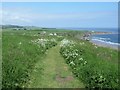 St Cyrus cliff top [6]