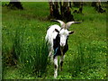 Curious goat, Drumnakilly