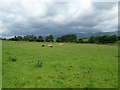 Sheep pasture south-west of Hungriggs