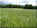 Unmown meadow, north-east of Hungriggs