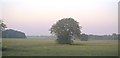 TF6112 : Isolated tree by N Chadwick