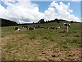 Cattle on Socombe Hill