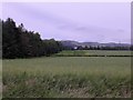 Windbreak on Carse of Gowrie (Sharps Wood)