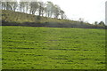 Field near Branston