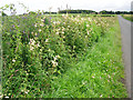 Roadside hedge and ditch with wildflowers