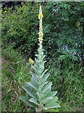 NZ1465 : Great mullein (Verbascum thapsus), Tyne riverside by Andrew Curtis