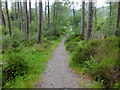 NS3796 : The West Highland Way in Ross Wood by John Allan