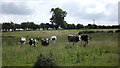 SK5005 : Curious cattle at Holywell Farm by John Welford