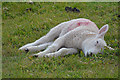 SS9542 : West Somerset : Sleeping Lamb by Lewis Clarke
