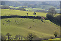 West Somerset : Grassy Hillside