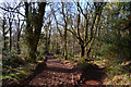 West Somerset : Woodland Path