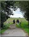 Racehorses in training near Willoughton