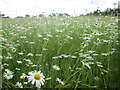 Field of flowers