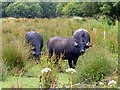 Water Buffalo, Teifi Marshes Nature Reserve, Pembrokeshire