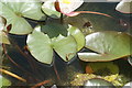 View of a newt on a leaf in the pond in York Gardens