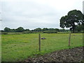 Grazing, High House Farm