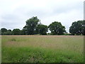 Grassland off Barrowford Road (A6068)