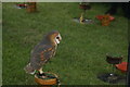 TQ5583 : View of a barn owl in the static falconry display in Havering Mind's Wings and Wheels event at Damyns Hall Aerodrome #2 by Robert Lamb