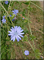 Chicory flower by Ham Gate Avenue