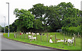 Goats opposite the Police Station, Cardigan