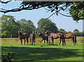 Horses at Southburn