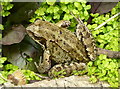 Wildlife in a garden in Minster-in-Thanet