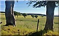 Farmland on Huntshaw Hill