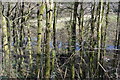 River Tamar through trees, Morwell View