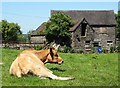 Cow resting in Grindon