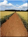 Bridleway, Wheat Field and Woodland