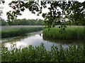 Reedbed at Pymore