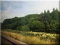 Woodland alongside the railway line