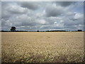 Crop field of the B5493