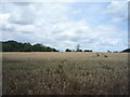 Crop field near No Man