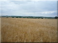 Crop field just west of Forest Lane